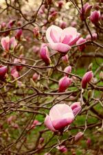 фото Магнолия (Magnolia)