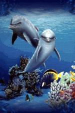 фото Дельфин (Dolphin) - Телефон