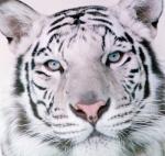 фото Белый тигр