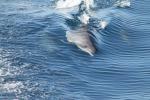 фото Дельфин (Dolphin) - Я - Дождь