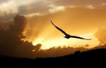 фото Наутилус Помпилиус - Одинокая птица