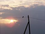 фото Птичка на проводе (Bird on a Wire)